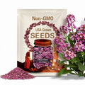 Dwarf Pink Sweet Alyssum Seeds – Heirloom, Fragrant Groundcover for Containers & Rock Gardens, Pastel Pink Blooms | 250 Seeds