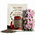 NEW! Blushing Bride Phlox Seeds, Phlox drummondii PH5250