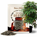 Moonrise Full Moon Japanese Maple Tree (Acer Shirasawanum 'Moonrise') Seeds - NEW FOR FALL 2024