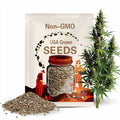 100 NORTHERN SEA OATS Grass Inland Chasmanthium Seeds